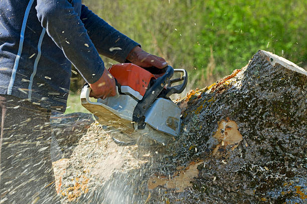 Best Stump Grinding and Removal  in Chevy Chase Heights, PA